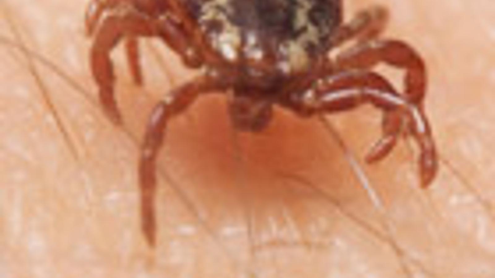 Facts about ticks: everything you need to know for a tick-less life - YouTube