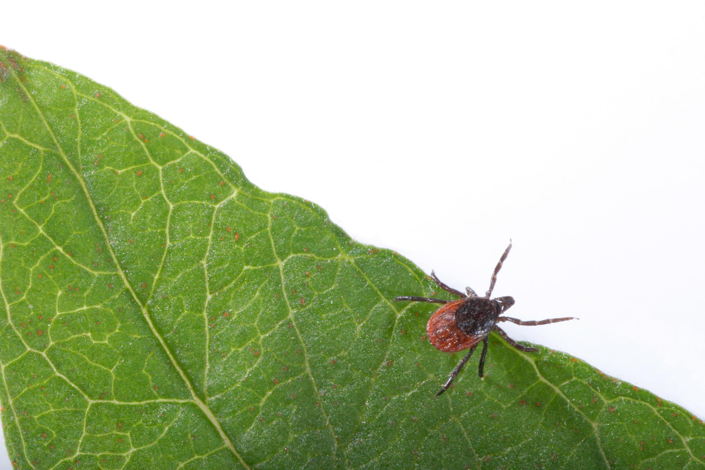 Punkkihysteriaa mediassa - onko kroonista borrelioosia edes olemassa?