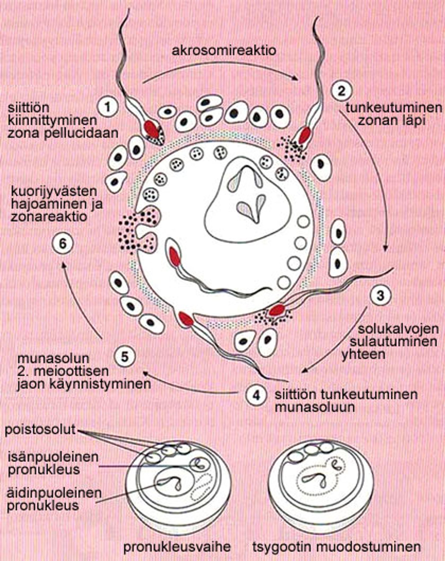 Hedelm ittymismekanismi Terve fi Hedelm ittymismekanismi Terve fi