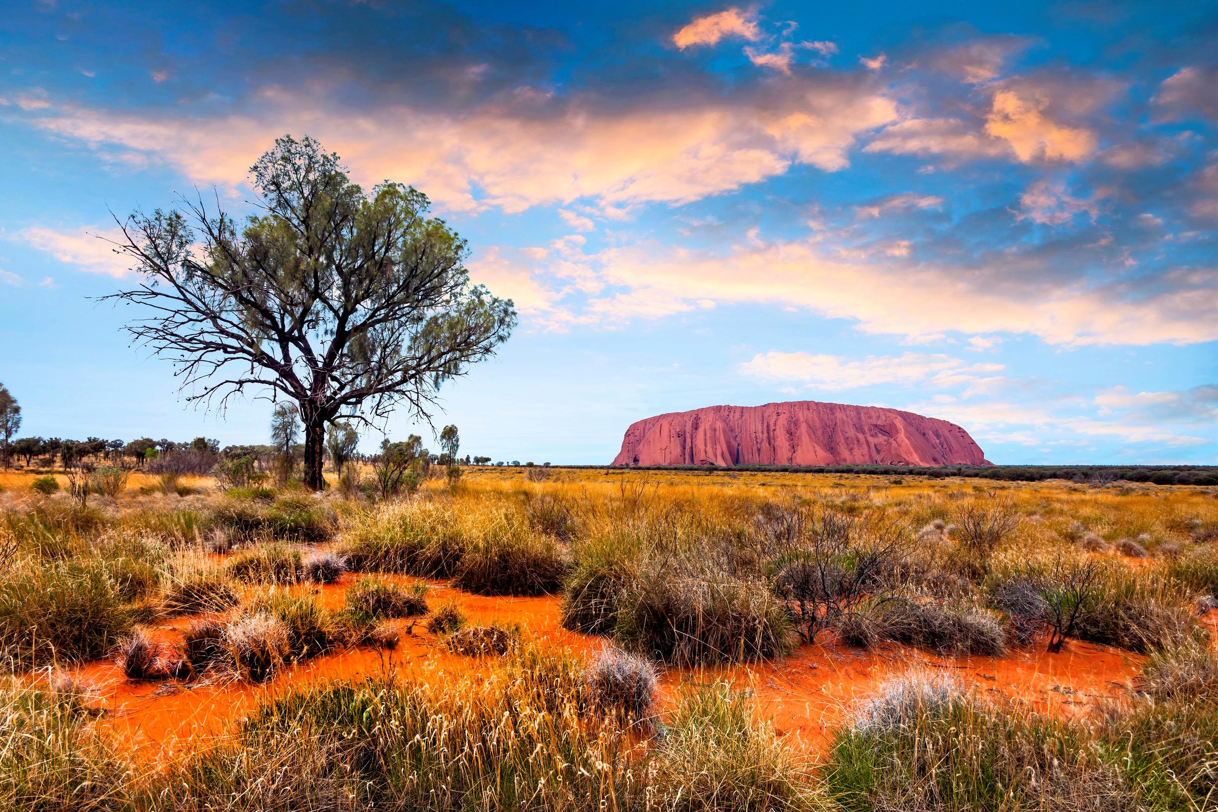 Uluru  taustalla, puu vasemmalla puolella