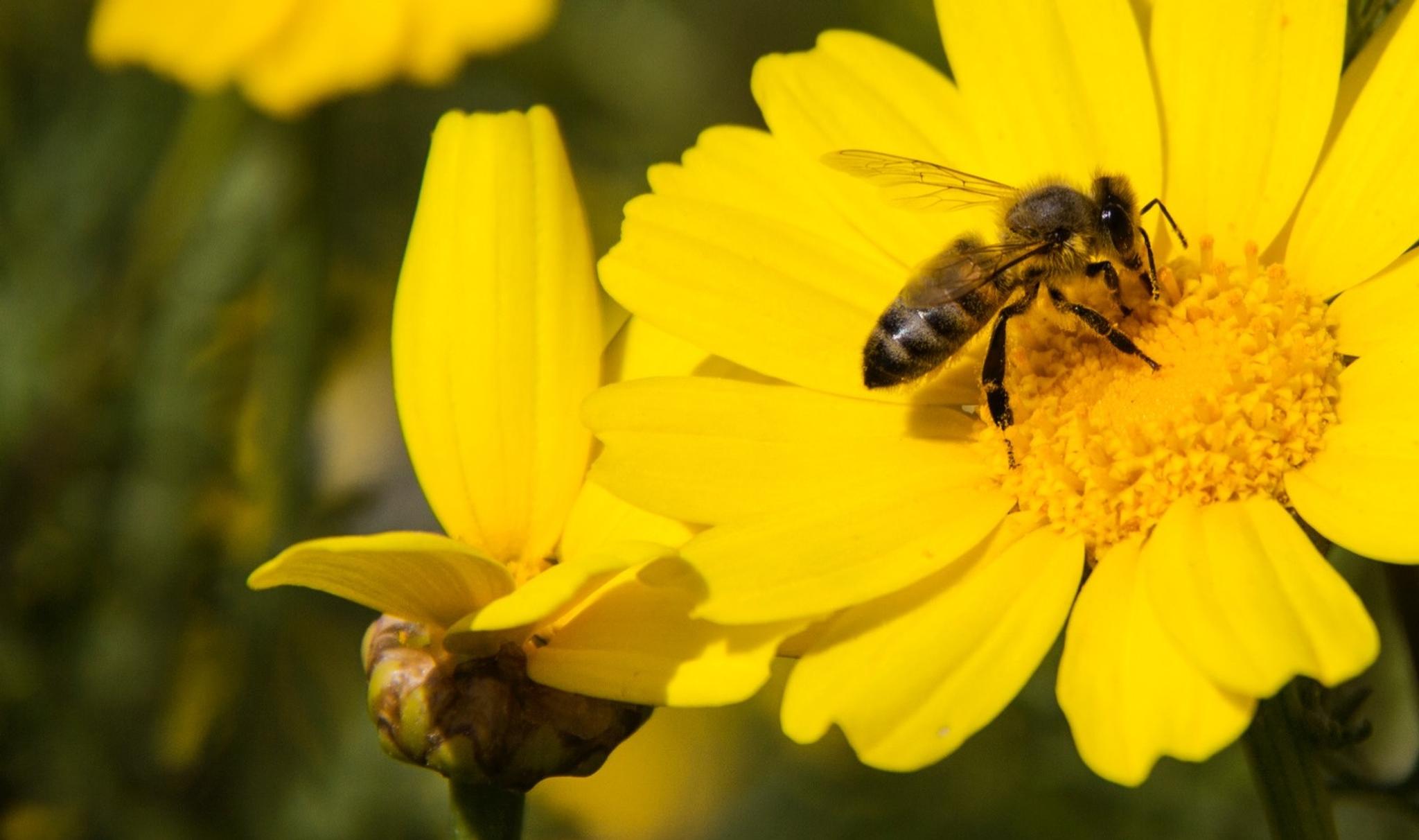 Oletko tietämättäsi allerginen ampiaisille? 