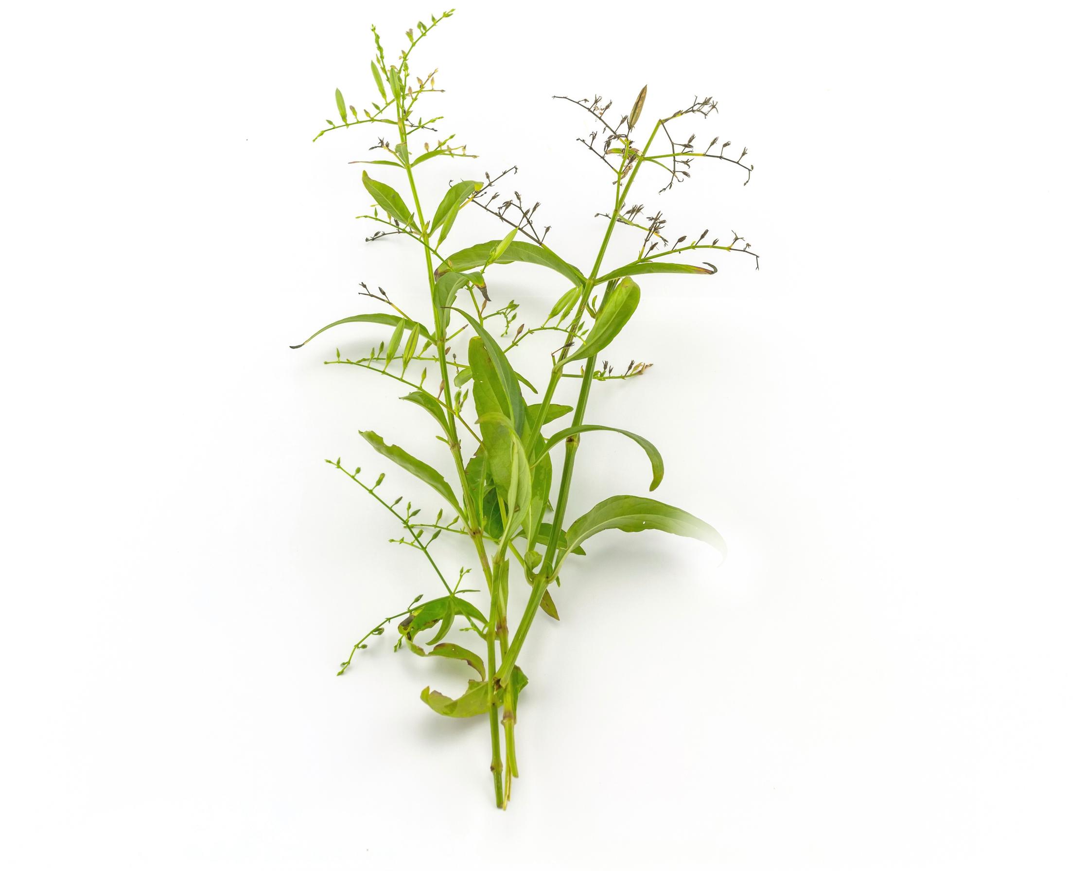 Andrographis paniculata eli rohtokirata