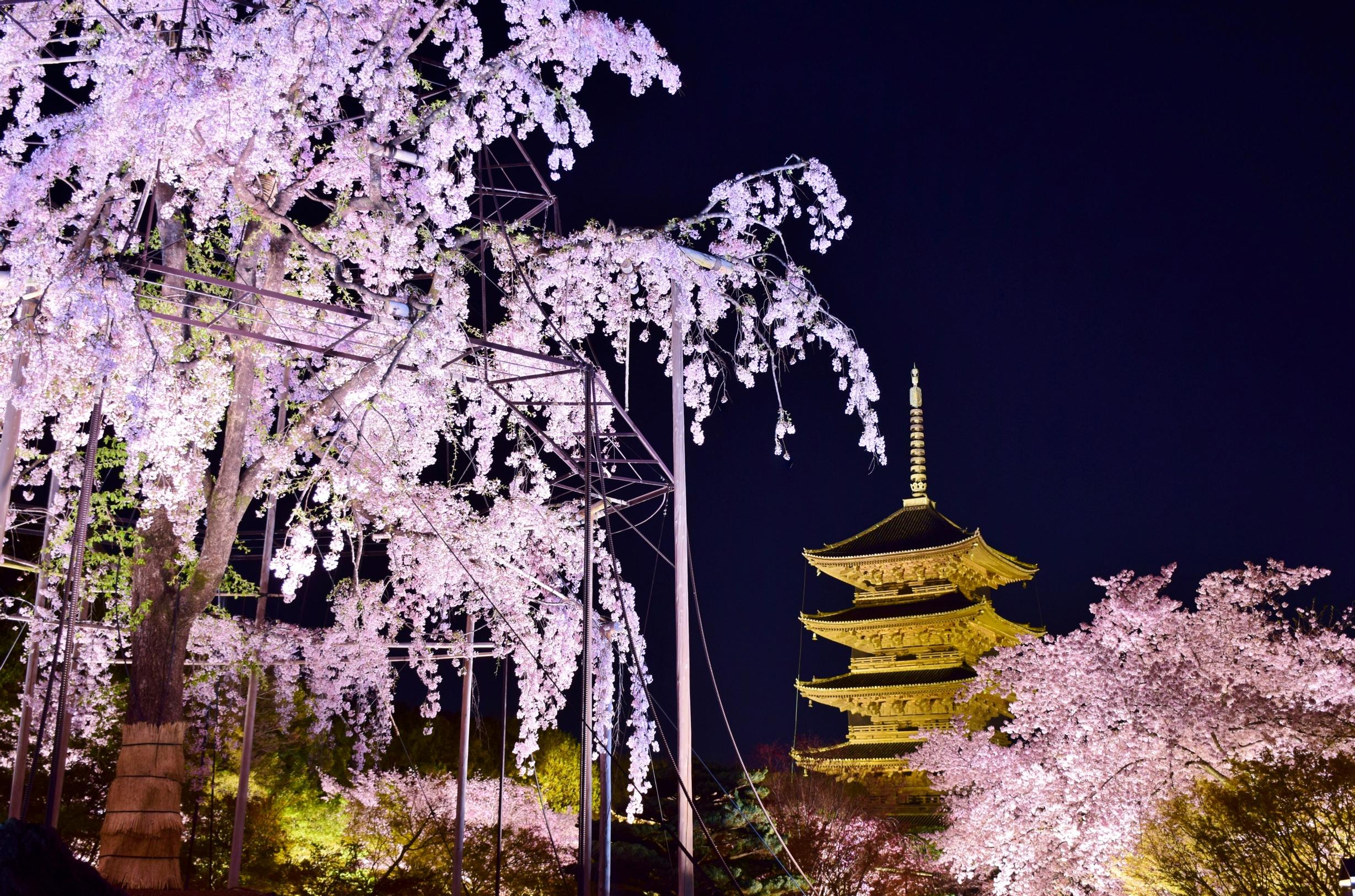 Illan pimentyessä alkaa yozakura eli öisten kirsikankukkien katselu. Kiyomizu-deran temppelialue on Kioton suosituin kohde.