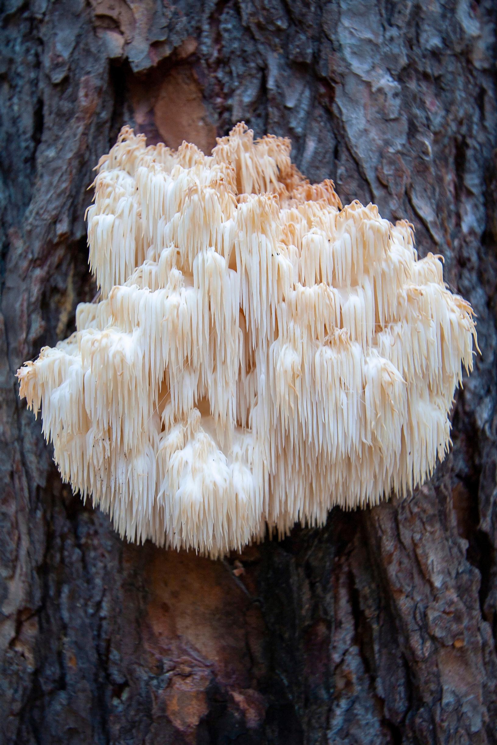 siiliorakas