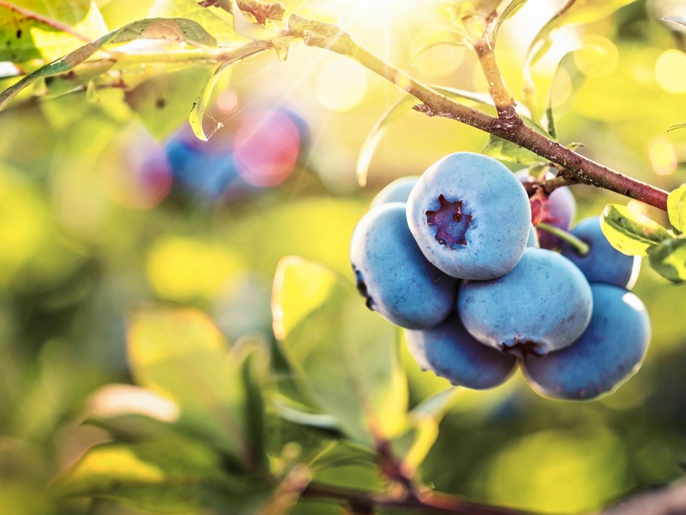 Taltuta hiljainen tulehdus  – Vältä nopeaa painonpudotusta  ja muut keinot