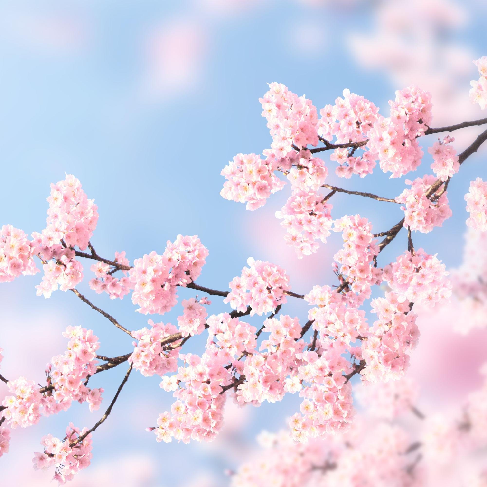Japani - Mitä kaikkea voimme oppia japanilaisilta?