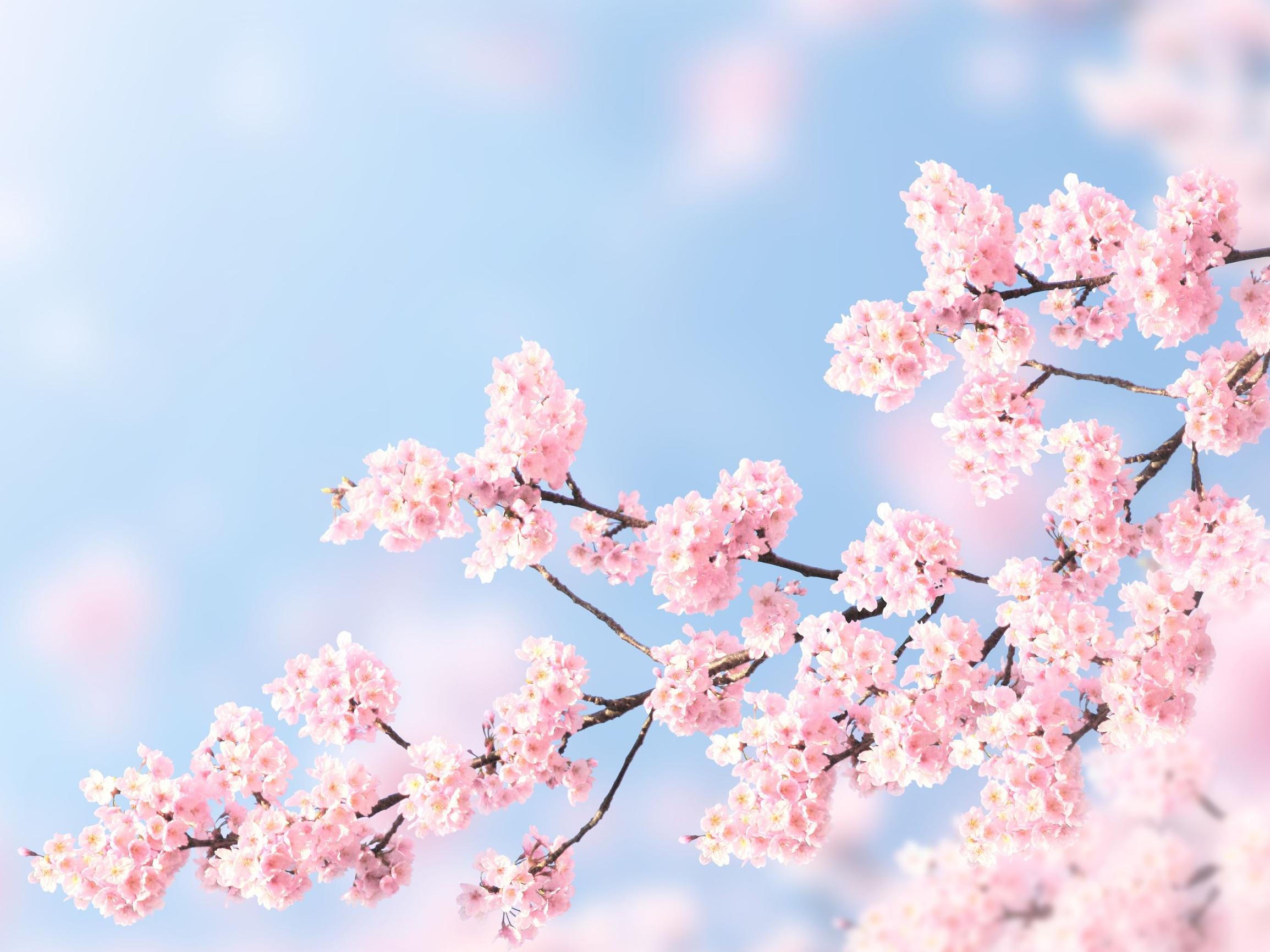 Japani - Mitä kaikkea voimme oppia japanilaisilta?