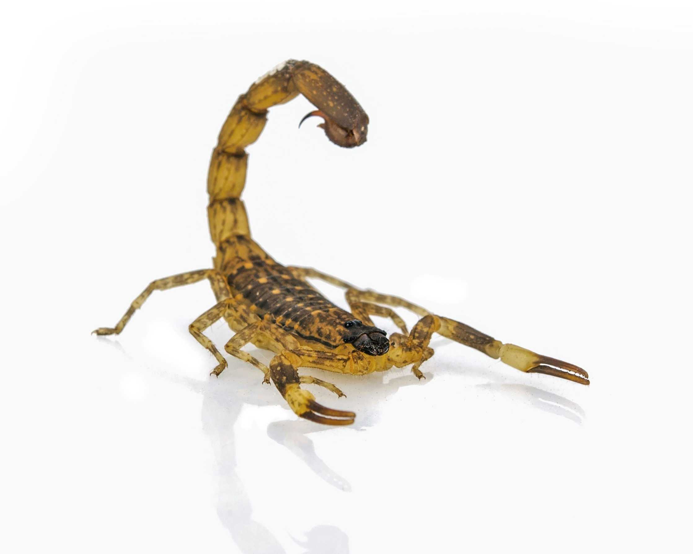 Scorpioni