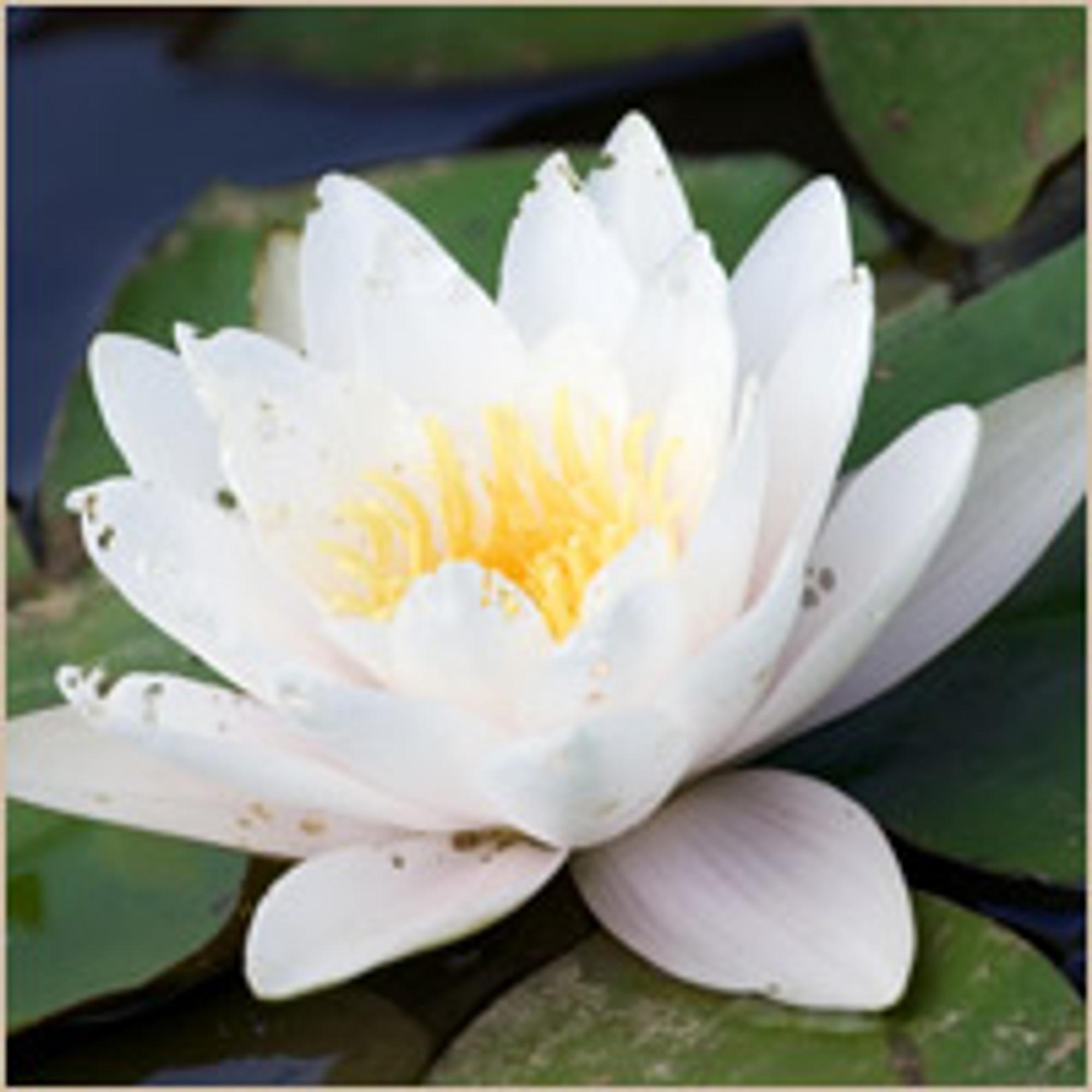 Ayurveda - holismi ja terveyskäsitys 