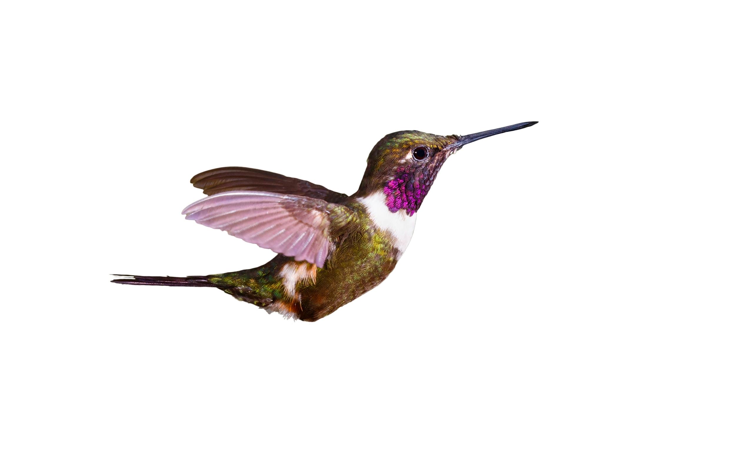 kolibri