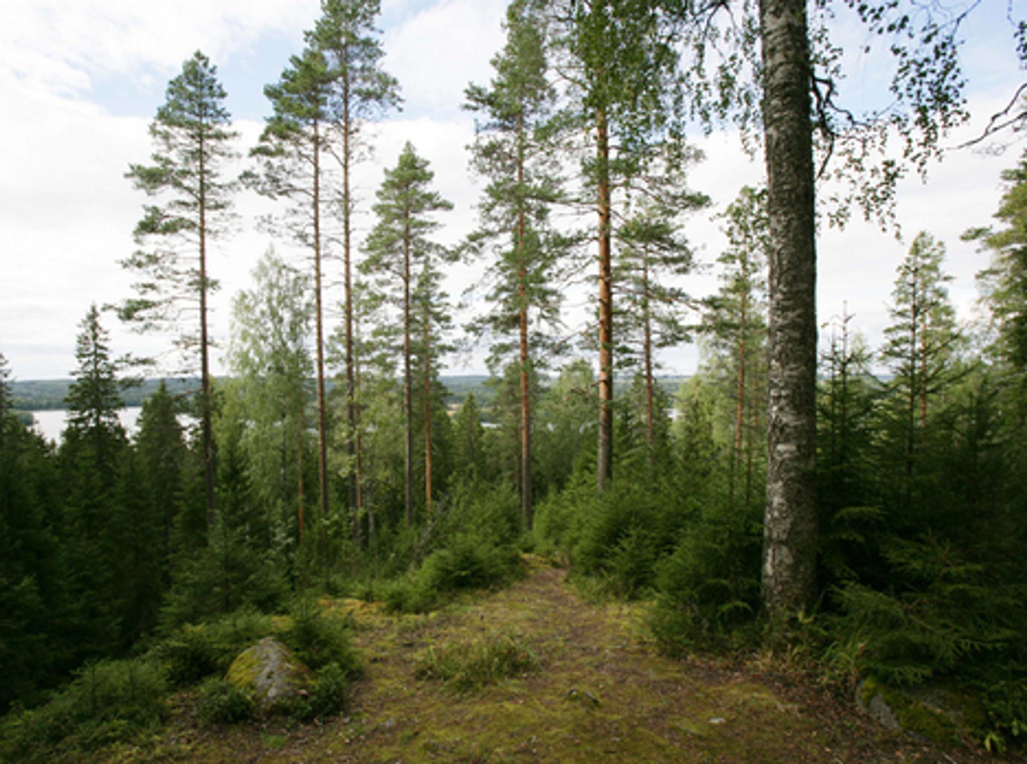 Metsätarinoita | Voi hyvin